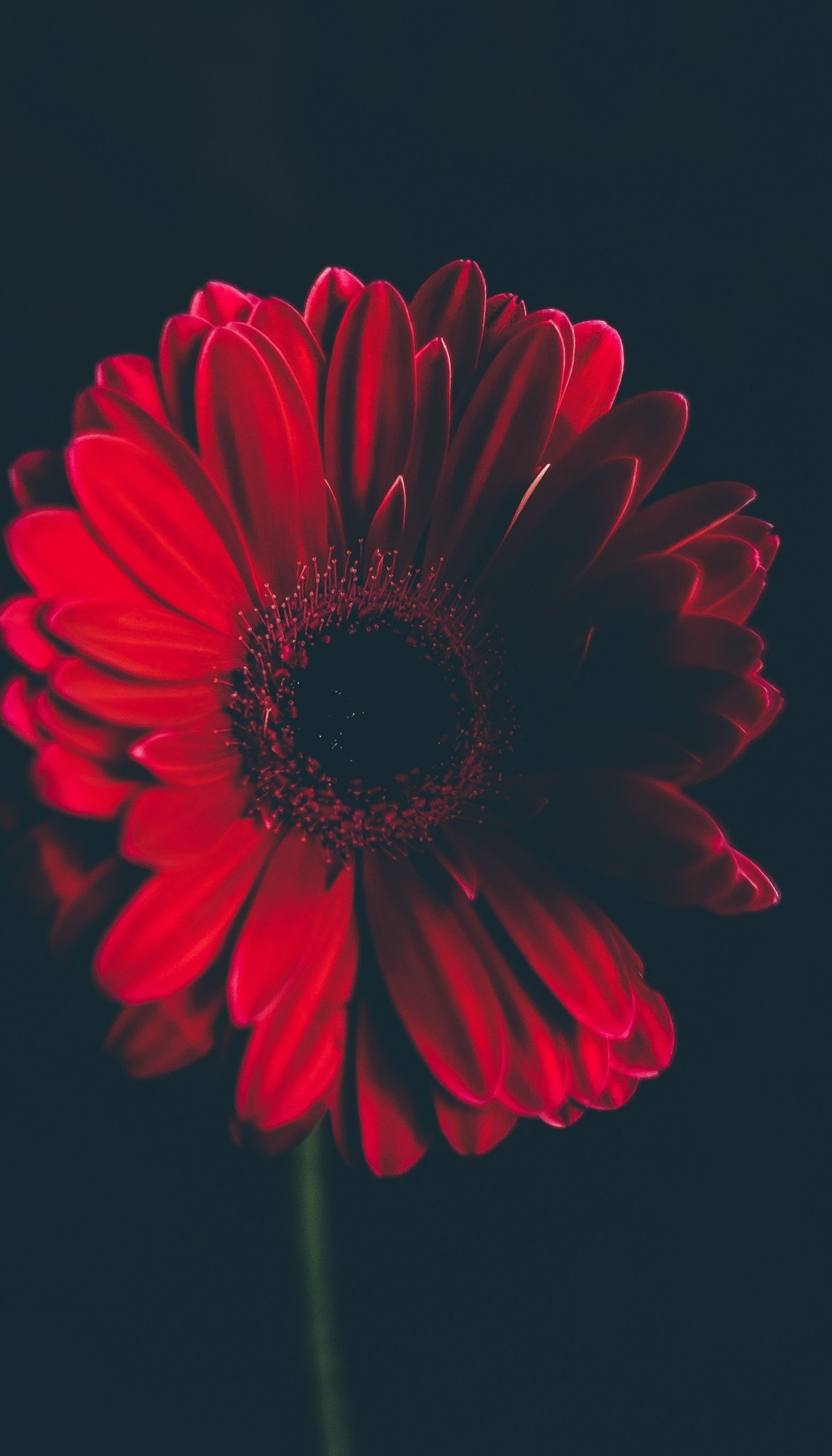 There is a red flower that is in the dark (flower, nature, red)