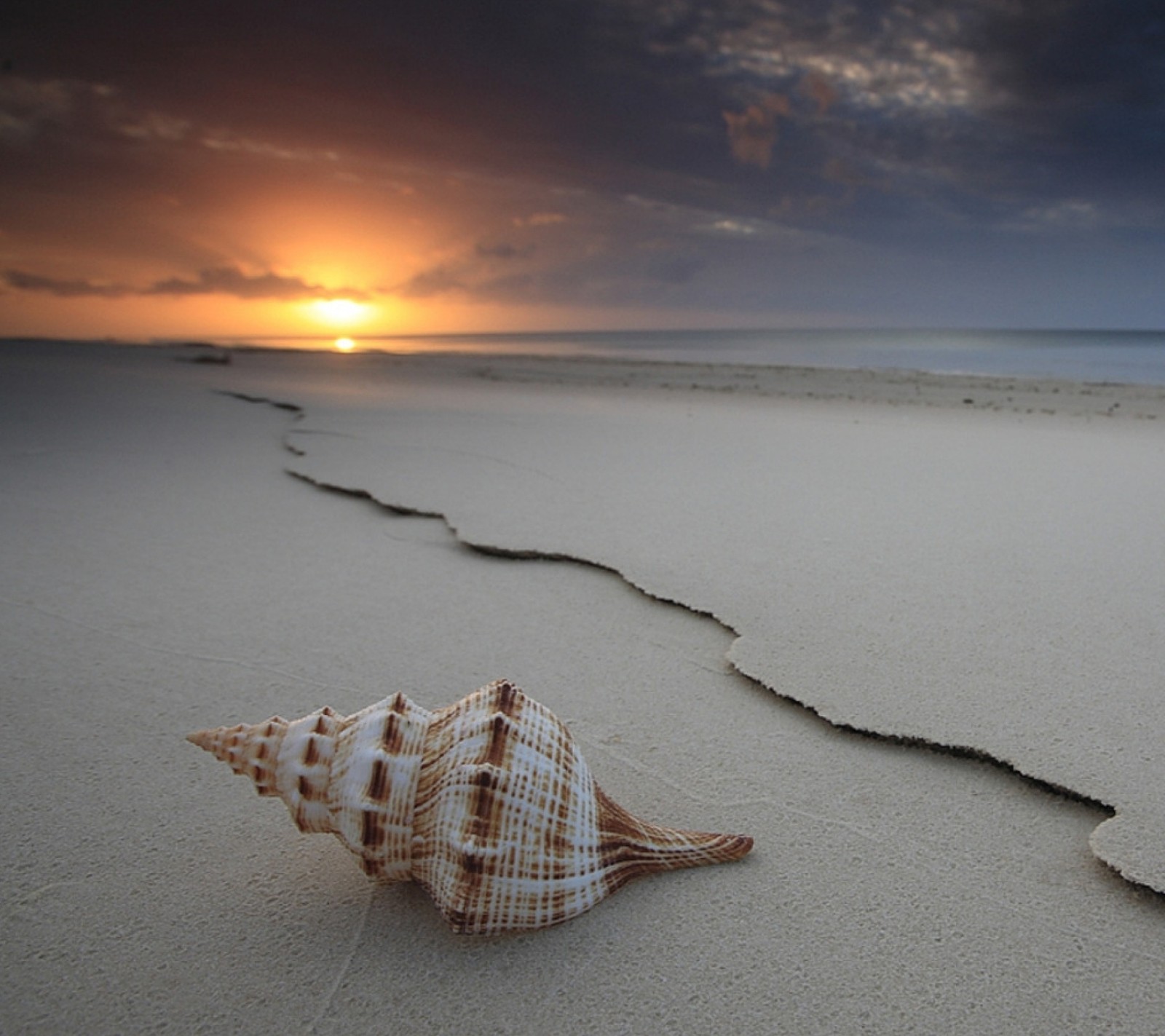 Uma concha na praia com um pôr do sol ao fundo (paisagem, natureza)