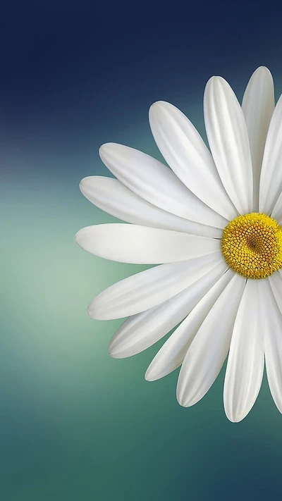 flowers, white, white flowers