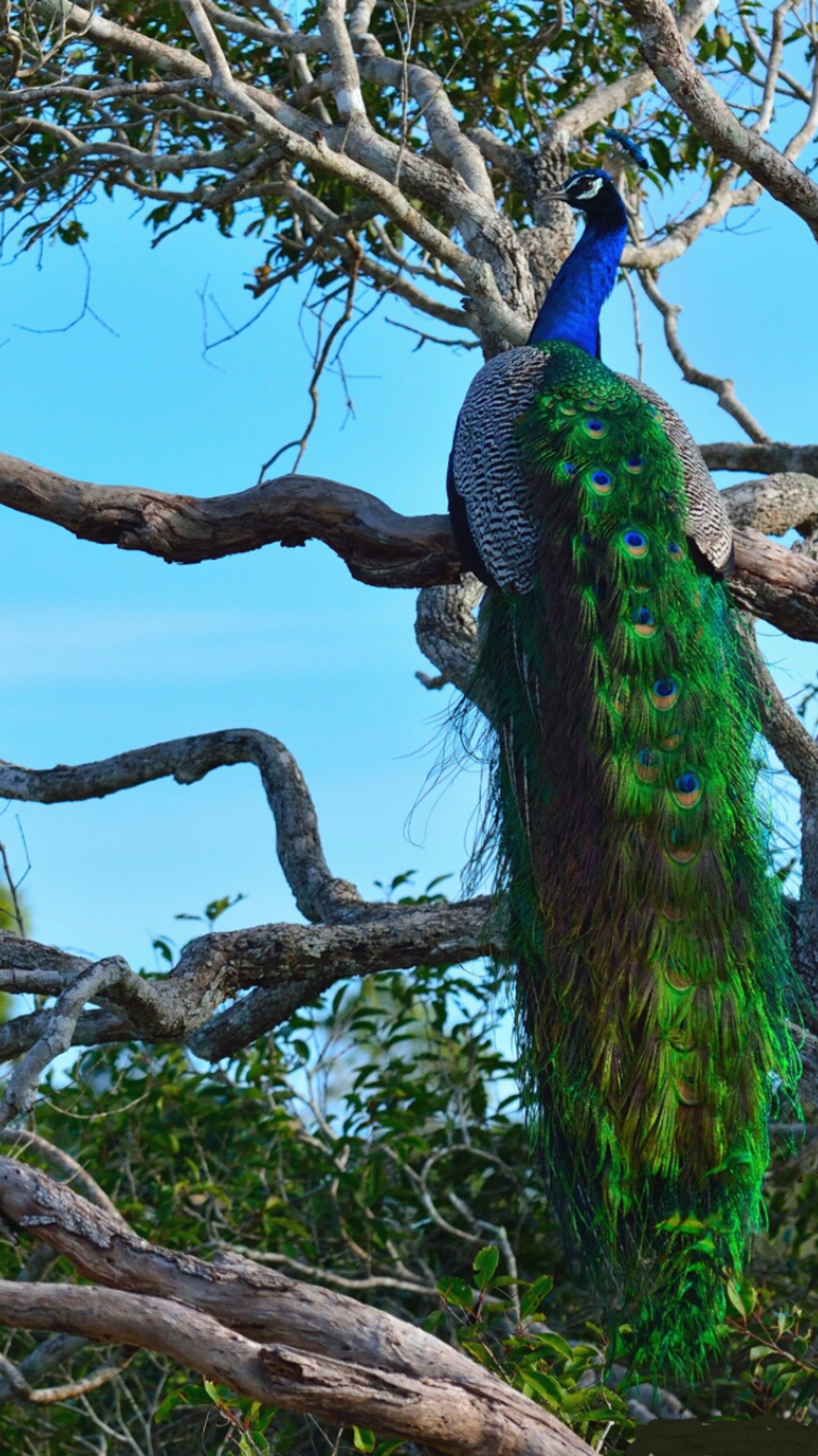 Um pavão sentado em um galho de árvore com a cauda aberta (índia, india, natureza, pavão)