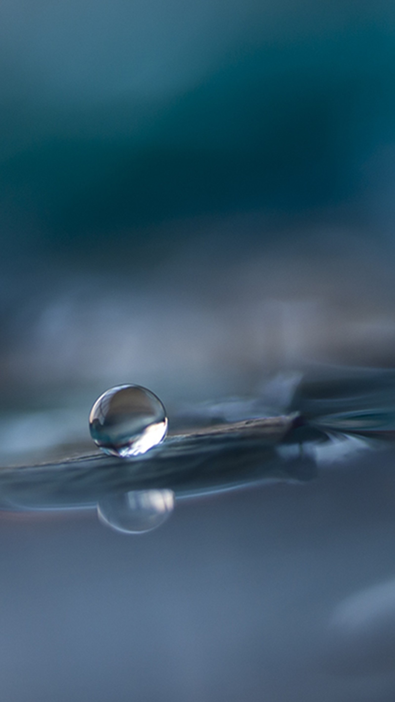 Descargar fondo de pantalla azul, macro, naturaleza