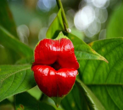 Lèvres rouges fleurissent entourées de verdure