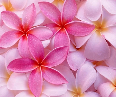 Flores de plumeria rosa tropical com gotas de orvalho