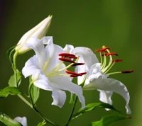 Elegant White Lilies in Bloom