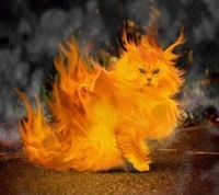 cat, fire, flame, kitty wallpaper