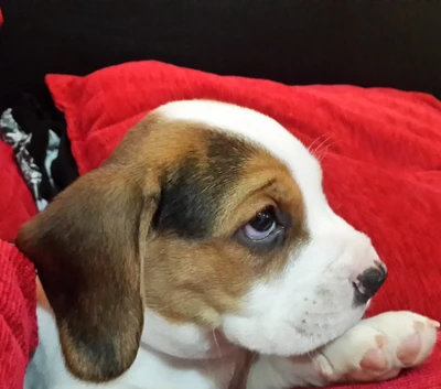 Adorable chiot Beagle se relaxant sur une couverture rouge confortable