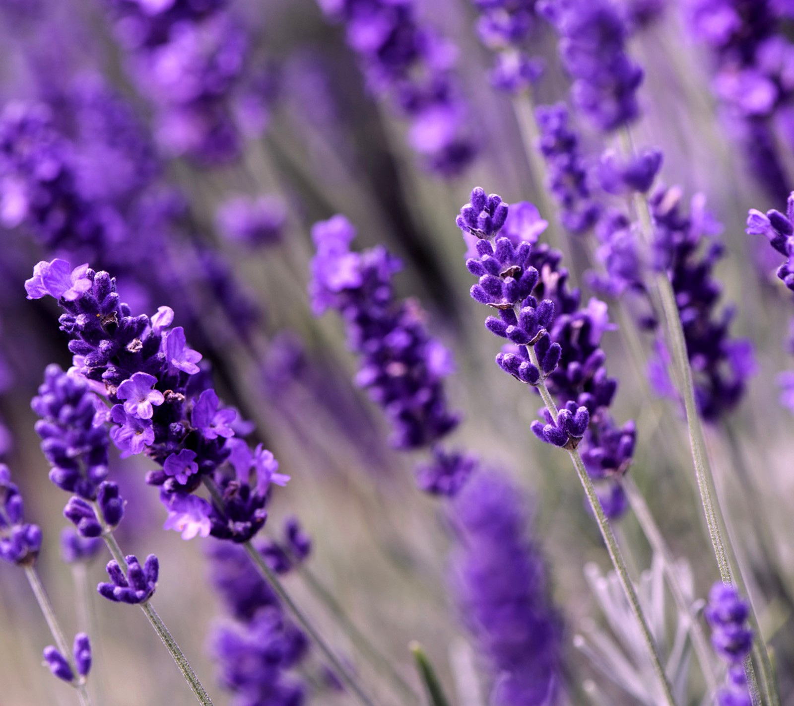 Las flores de lavanda están floreciendo en un campo con una abeja encima (flores, lavanda)