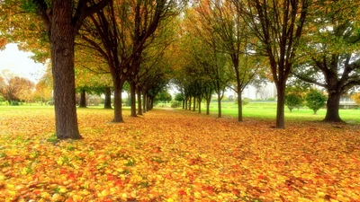 Arboleda de Otoño: Un Dosel de Hojas Coloridas en Campos Soleados