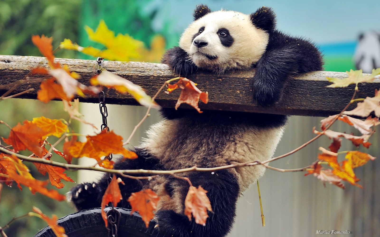 Un oso panda sentado en una rama con hojas colgando de su espalda. (panda gigante, panda rojo, hocico, oso, pelaje)