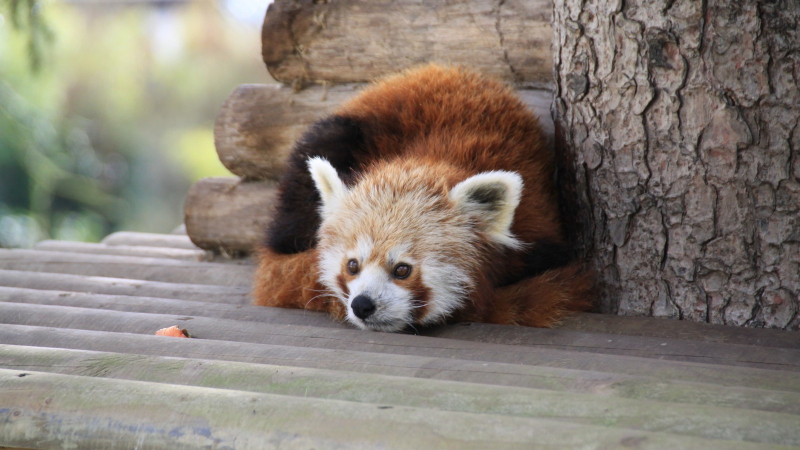 Il y a un panda roux allongé sur le sol. (panda géant, panda roux, animal terrestre, faune, ours)