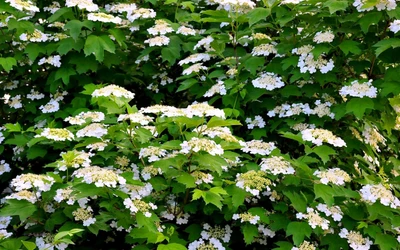 Blooming Nannyberry Branches in Springtime Blossom