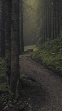 Nebeliger Waldweg durch üppiges Grün