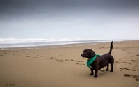 Labrador Retriever em uma praia de areia à beira do oceano