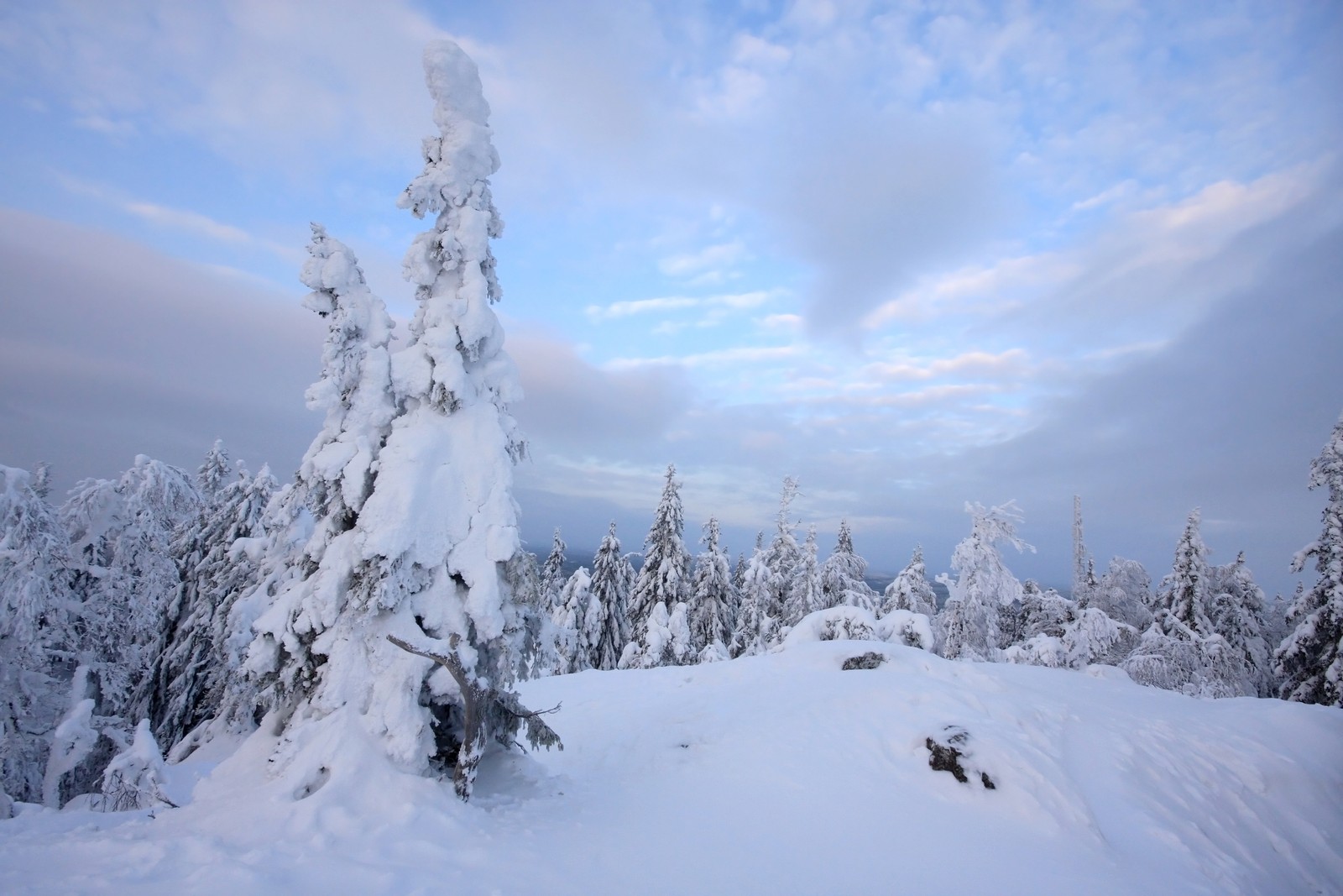 Árvores nevadas cobertas de neve no topo de uma montanha com um céu nublado (inverno, neve, nuvem, árvore, congelamento)