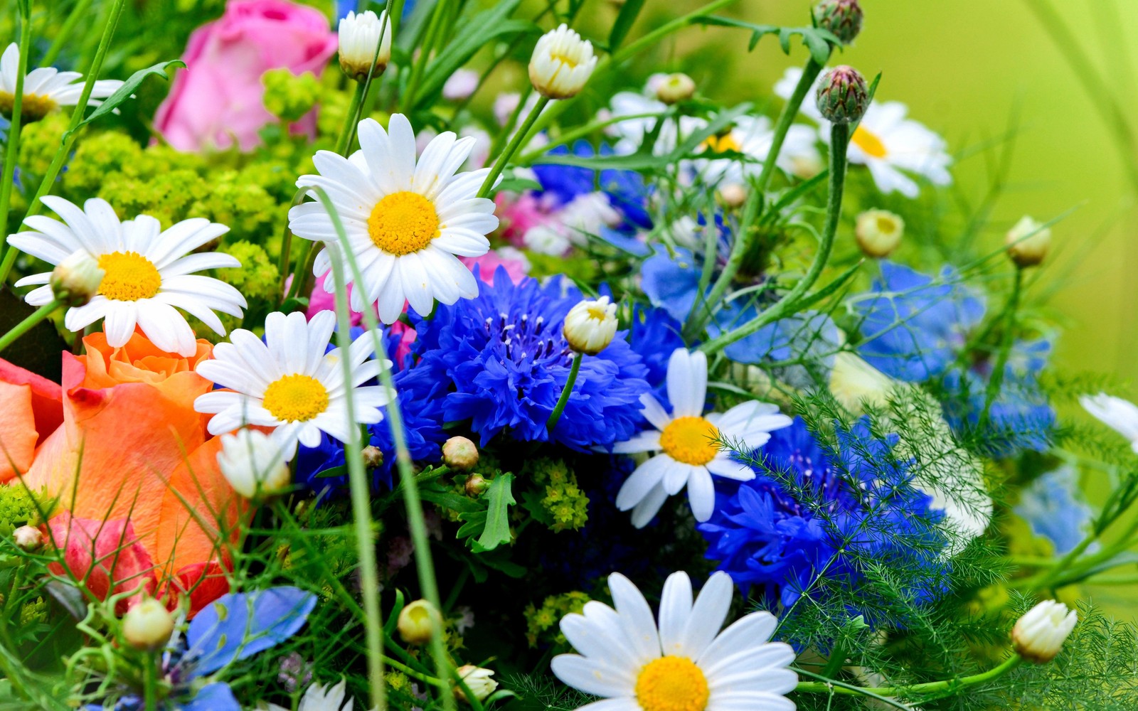 Hay un ramo de flores que está sentado en la hierba (flor, flor silvestre, planta, margarita, primavera)