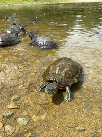 Tortugas salvajes en un hábitat de estanque sereno