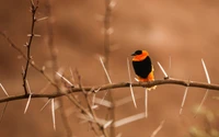 Vibrant Common Chaffinch Perched on a Thorny Twig