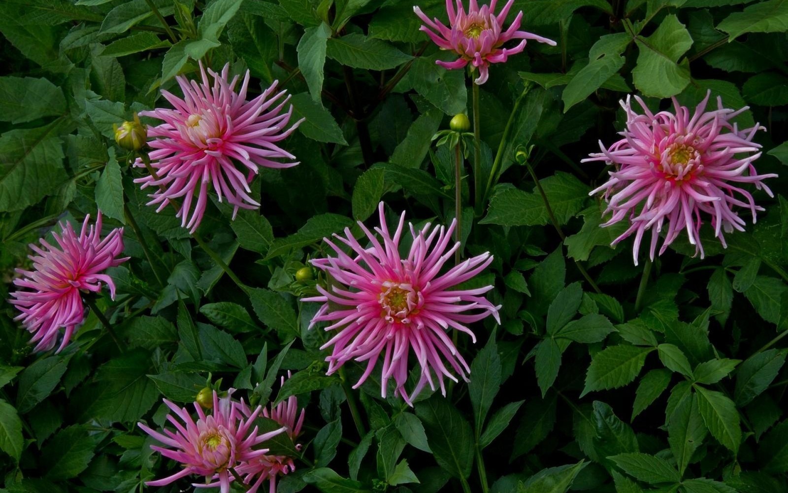 Hay muchas flores rosas que están creciendo en el jardín (cobertura del suelo, planta floreciendo, planta anual, pétalo, familia de las margaritas)