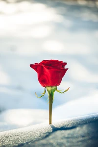 Uma única rosa vermelha contra um fundo nevado