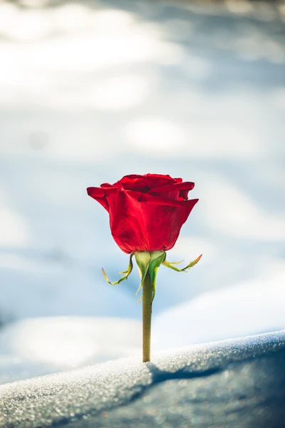 Une seule rose rouge sur un fond enneigé