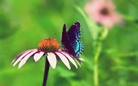 Un papillon vibrant est perché sur une échinacée, mettant en valeur la beauté de la nature et le processus de pollinisation.