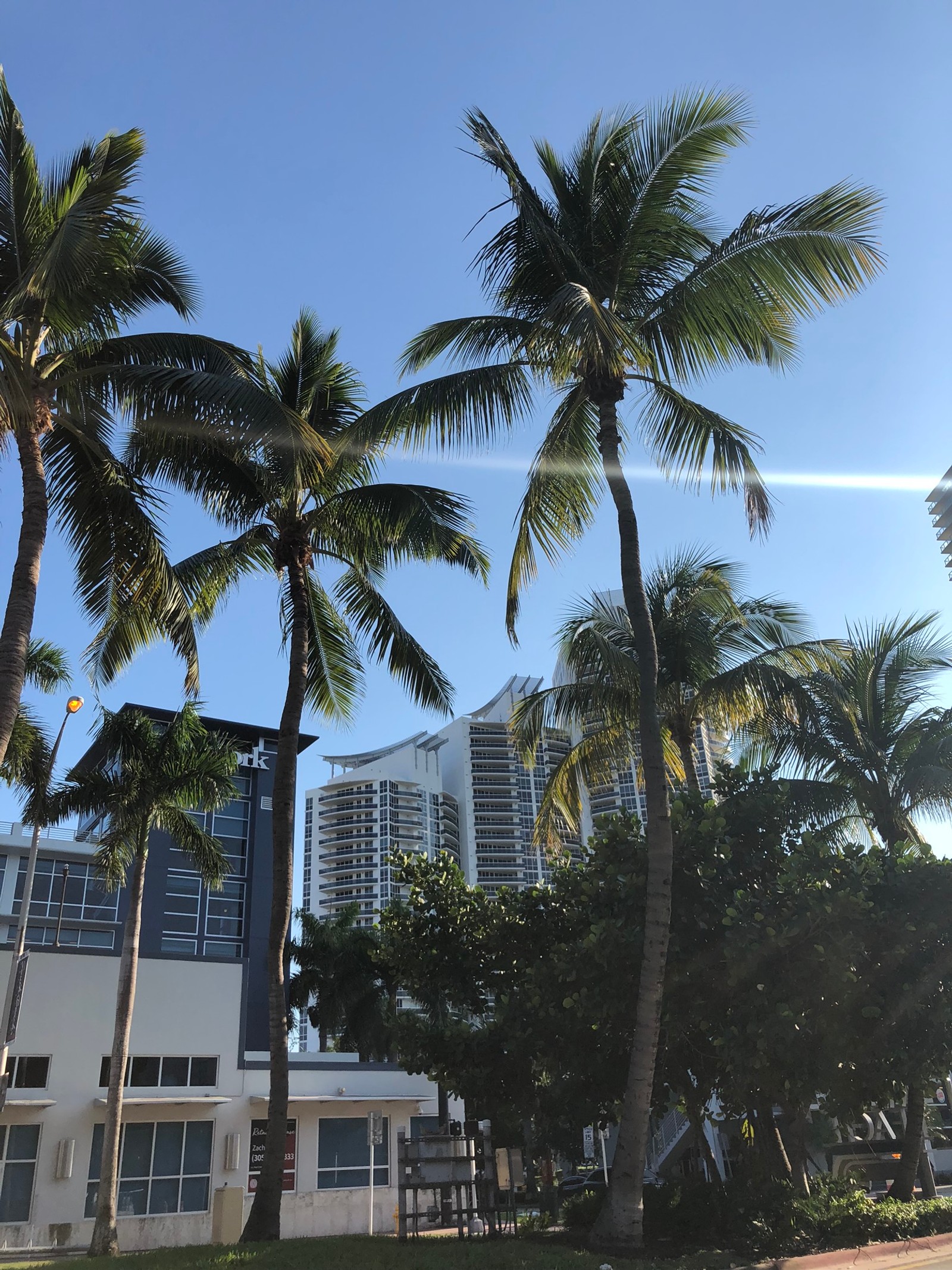 Palmeiras em frente a um edifício sob um céu azul (miami, palmeiras, imóveis, palmeira das tâmaras, condomínio)