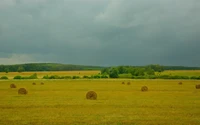 prairie, champ, pâturage, plaine, foin