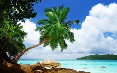 Tropisches Paradies: Eine Palme mit Blick auf das kristallklare karibische Wasser