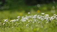 flower, grass, spring, meadow, sunlight wallpaper