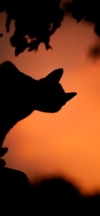 Silhouettierte Katze gegen einen orangefarbenen Nachglühen