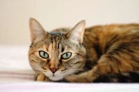 A close-up of a tabby cat with striking blue eyes, resting calmly on a soft surface.