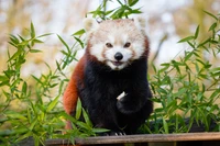 Red panda amidst bamboo foliage.