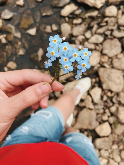 Delicate Blue Flowers Held Amidst Nature's Stones