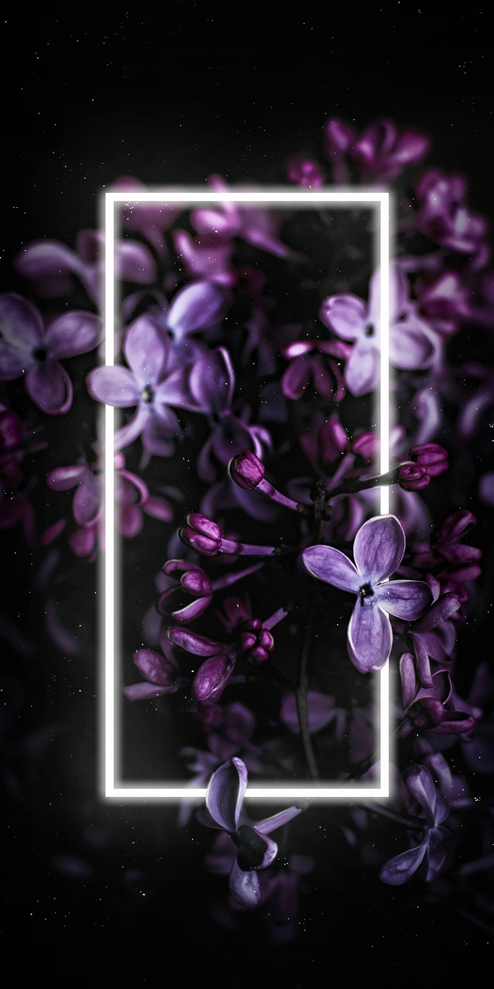 lilac, smartphone, flower, purple, petal wallpaper