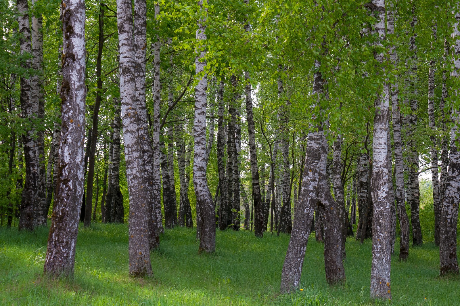 Árvores em uma floresta com grama verde e troncos altos (bétula, floresta, planta lenhosa, árvore, bosque)