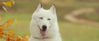 siberian husky, husky, dog, dog breed, berger blanc suisse wallpaper