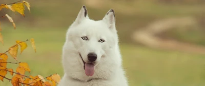 husky sibérien, husky, chien, race de chien, berger blanc suisse