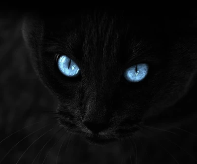 noir, chat noir, chat, yeux, full hd