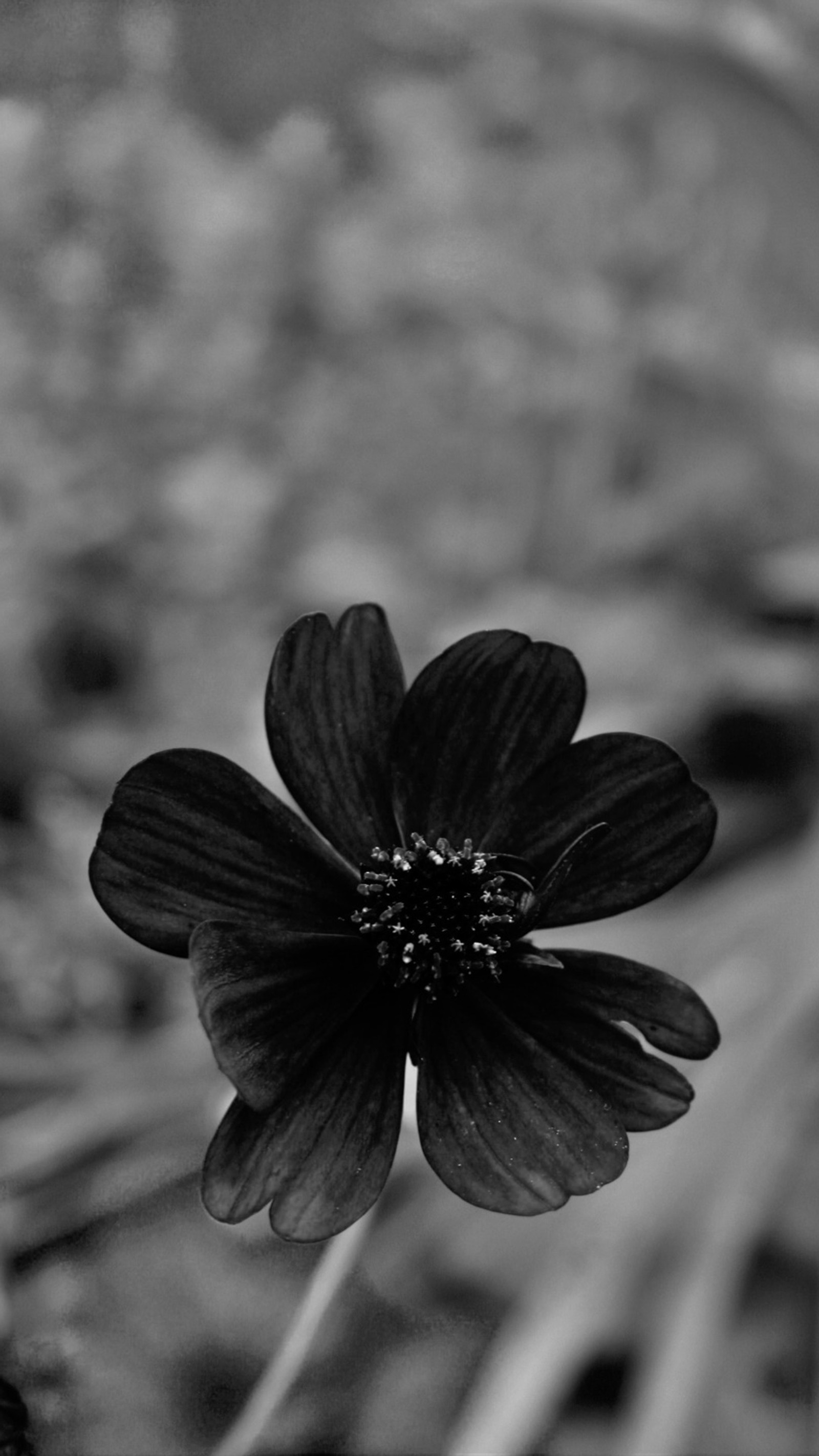 Baixar papel de parede preto, flor