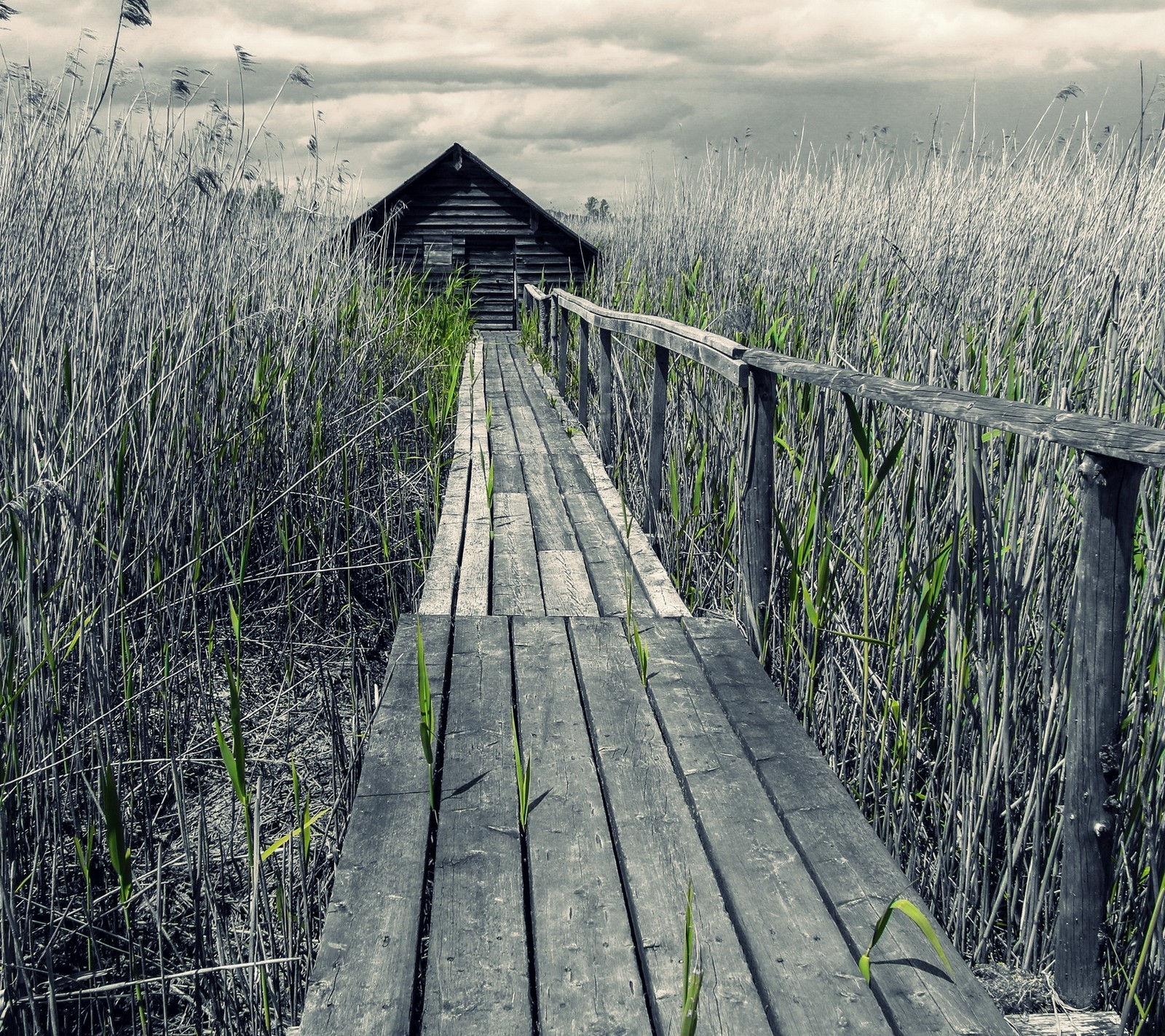 Arafed wooden walkway over a marshy area with a shack in the background (awesome, beauty, bridge, green, nature)