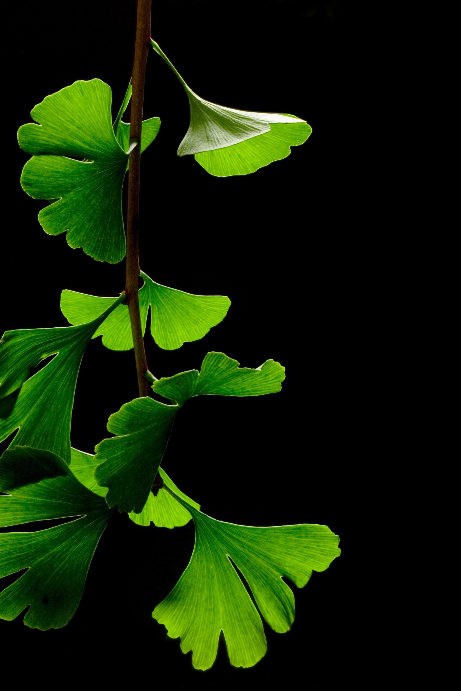 Arafed green leaves of a plant on a black background (green, leaves)