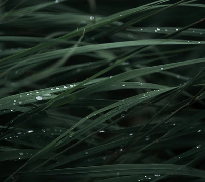 Gouttes de pluie sur une herbe verte luxuriante