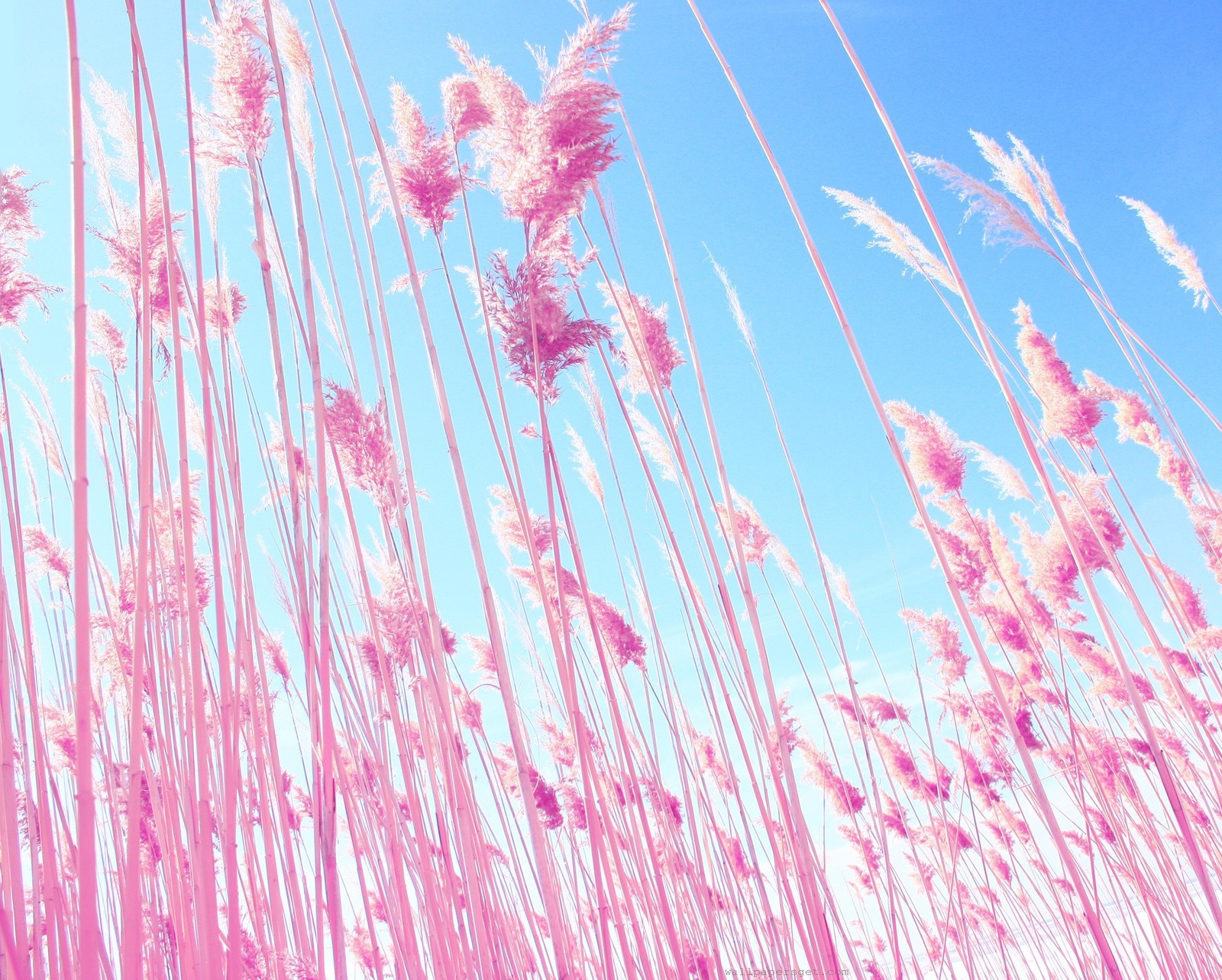 Descargar fondo de pantalla jardín, naturaleza, rosa, paisaje celestial