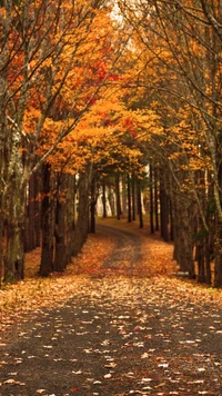 otoño, bosque, hojas