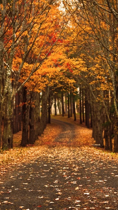 automne, forêt, feuilles