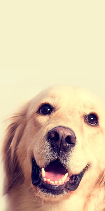 Golden Retriever heureux avec un sourire éclatant