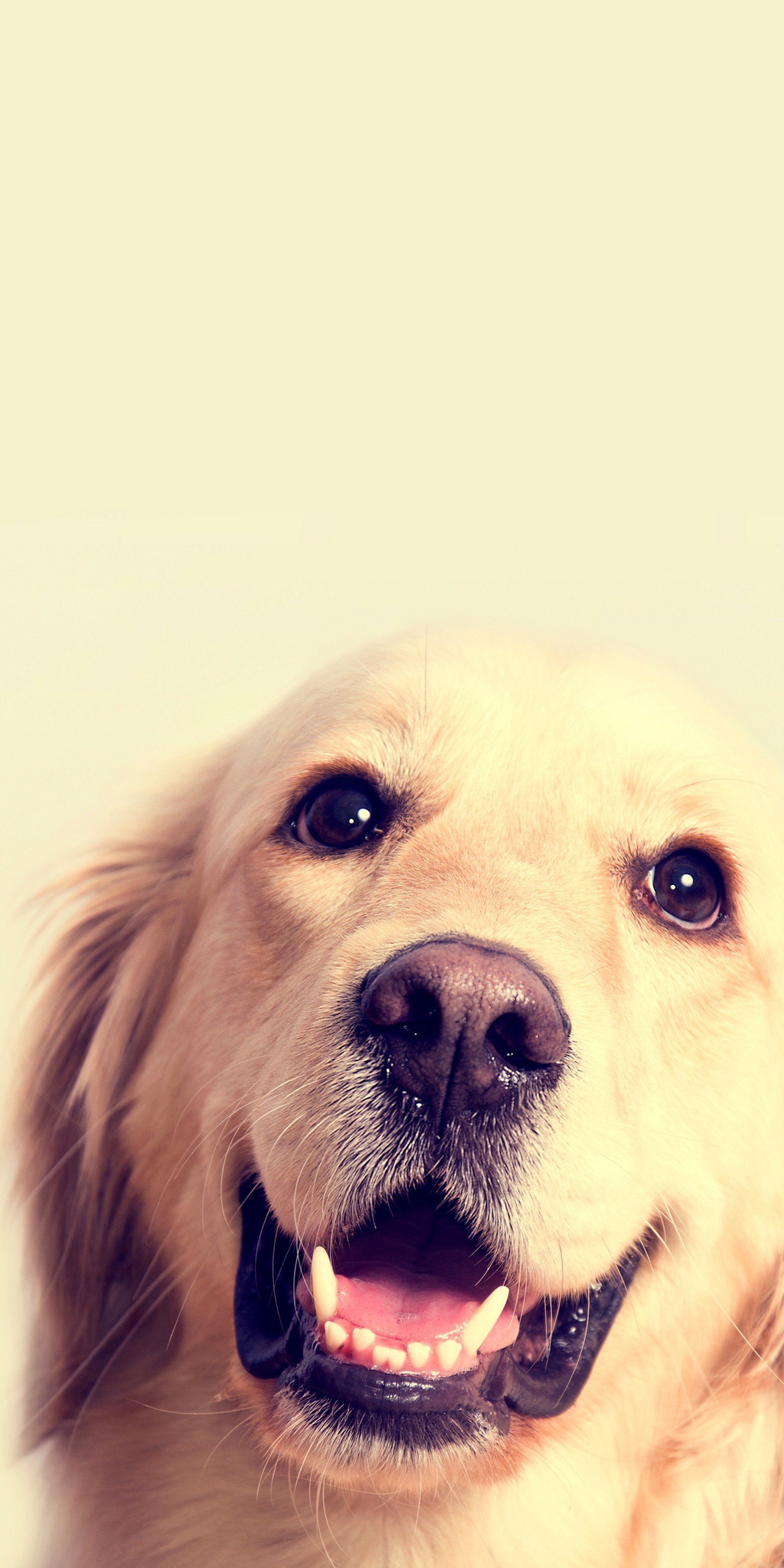 There is a dog that is smiling and looking at the camera (animal, animals, dog, pets)