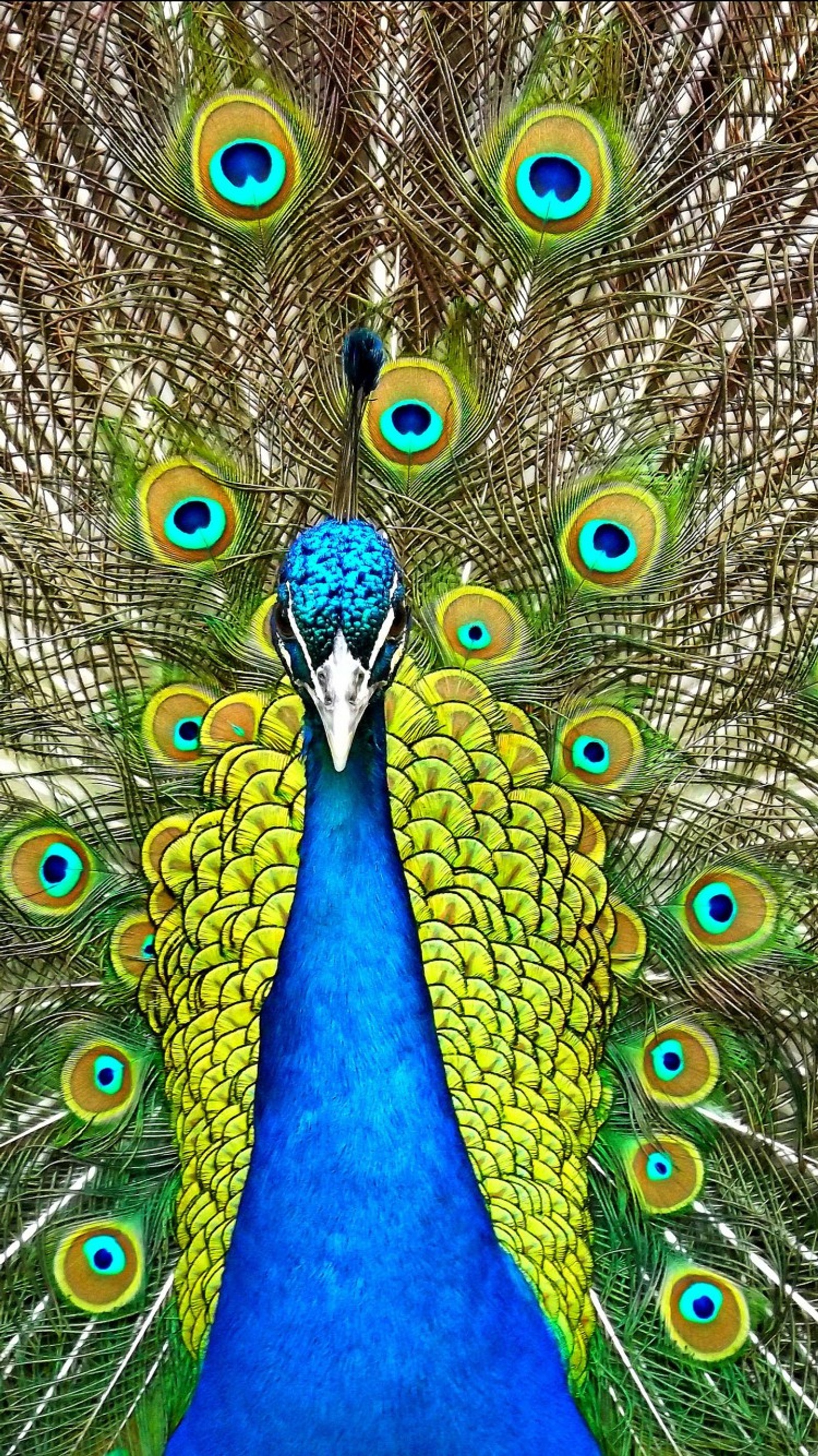 Pavo real con sus plumas extendidas (nacional, pavo real)