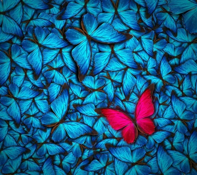 blau, schmetterling, rosa