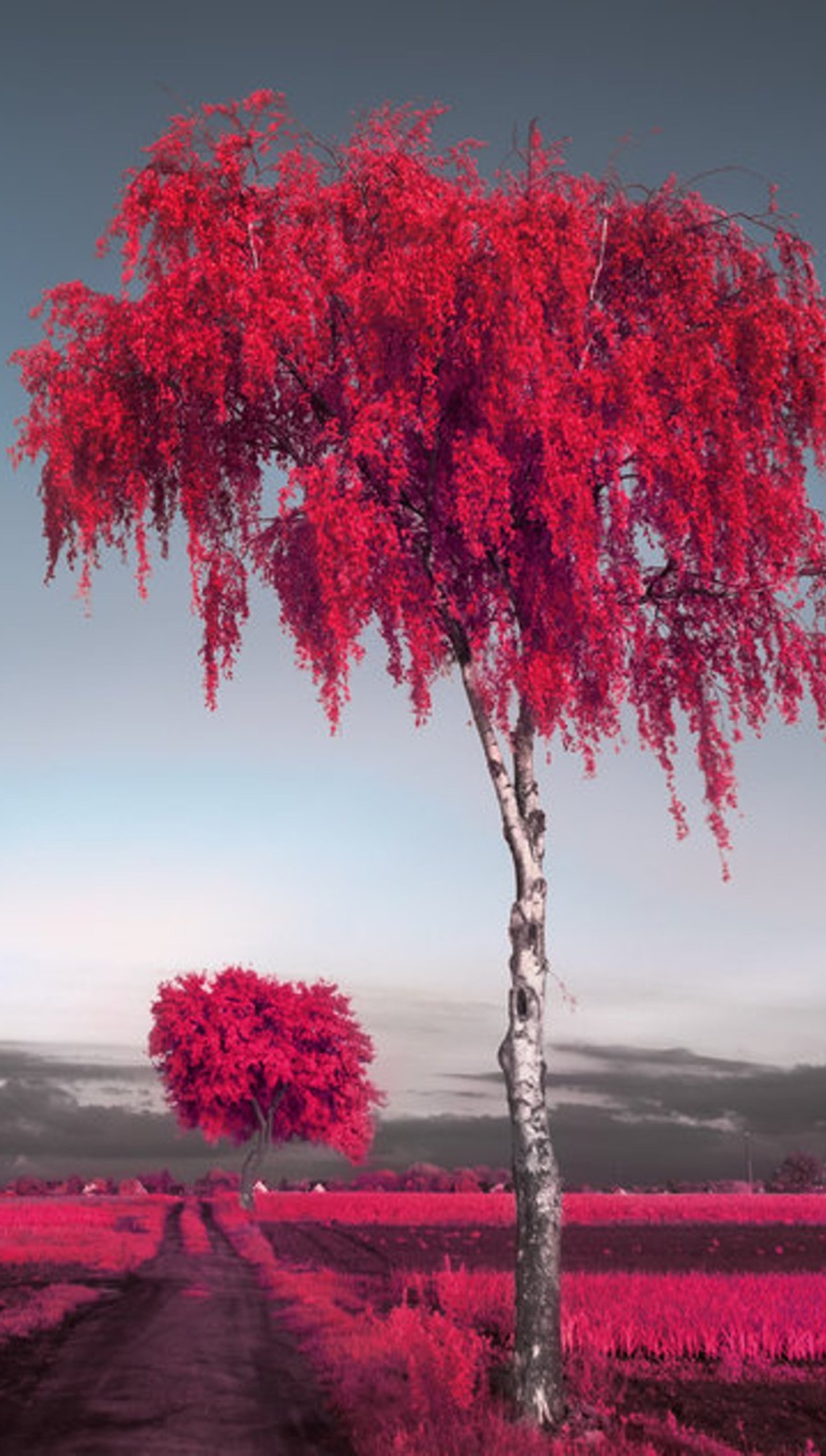 Arbre arafed dans un champ avec une route et un champ de fleurs (nature, rouge, romantique, arbres)